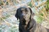 Filename=Bella(dec07)a.JPG
Filesize=973KB
Dimensions=1500x997
Date added=Jan 22, 2008 Bella(dec07)a.JPG