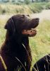 Filename=Donalbain_Macduff.jpg
Filesize=304KB
Dimensions=800x1124
Date added=Feb 01, 2008 Donalbain_Macduff.jpg