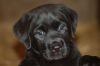 Filename=glinka.jpg
Filesize=543KB
Dimensions=1000x665
Date added=Dec 21, 2011 glinka.jpg