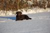 Filename=neiges013R.jpg
Filesize=644KB
Dimensions=1000x665
Date added=Dec 20, 2009 neiges013R.jpg