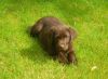Filename=photo_Dally_jardin.JPG
Filesize=191KB
Dimensions=700x517
Date added=Oct 01, 2008 photo_Dally_jardin.JPG