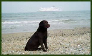 labrador chocolat